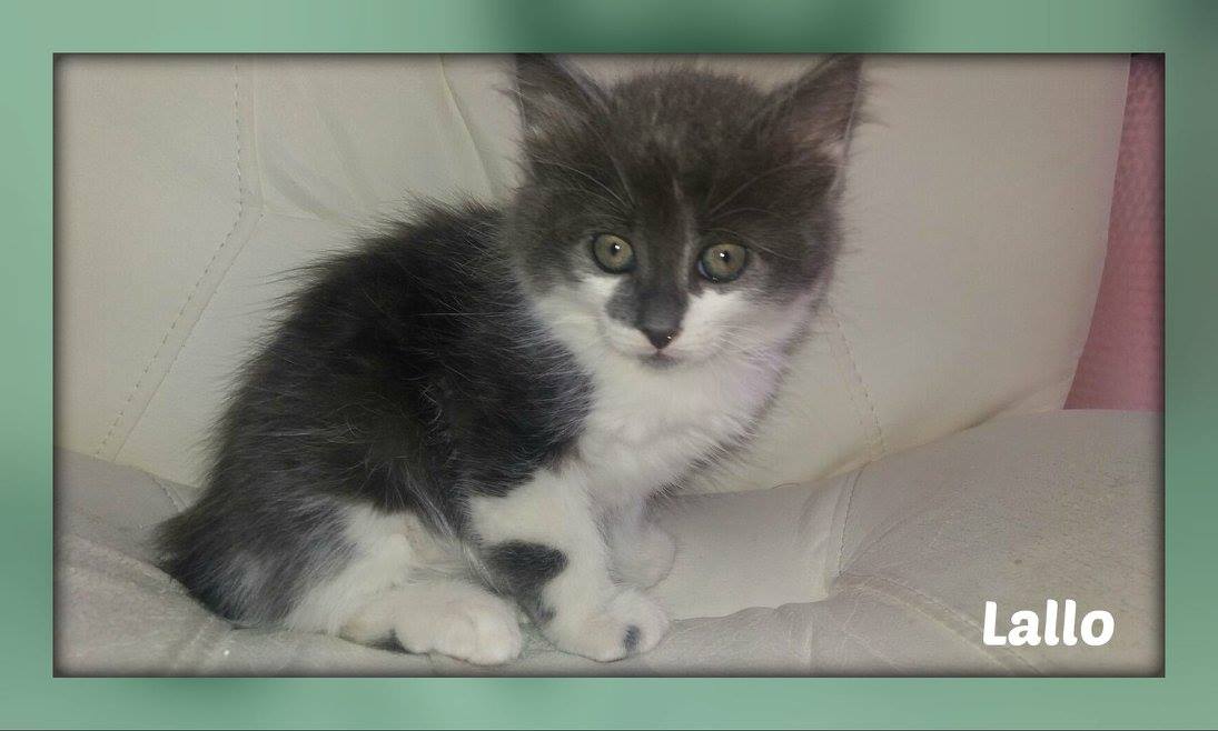 I gatti più dolci e teneri del web MAX89X - Immagini Di Gattini Dolci