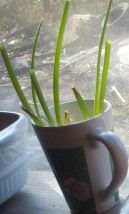 by the windowsill growing green onions, frugal living tip, dehydrating chives