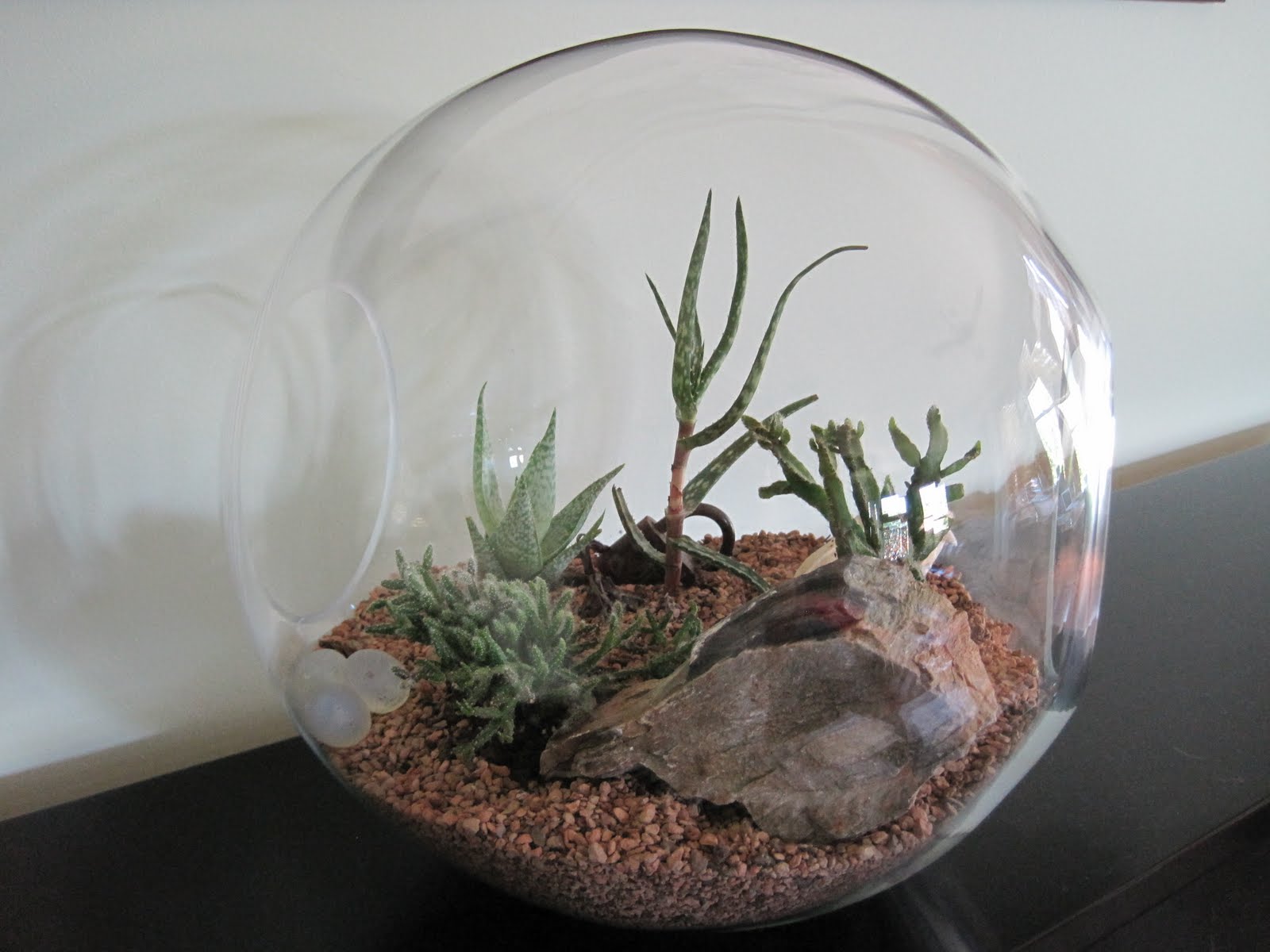 Aristata Land Arts Desert Terrarium