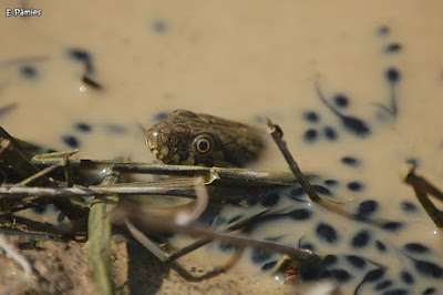 Colobra escurçonera (Natrix maura)