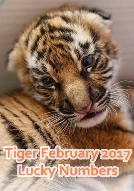 new year tiger lucky numbers tiger zodiac february 2017 lucky numbers numerology chart new year tiger lucky numbers tiger zodiac february 2017 lucky numbers numerology chart