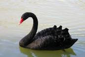 Cygne Noir