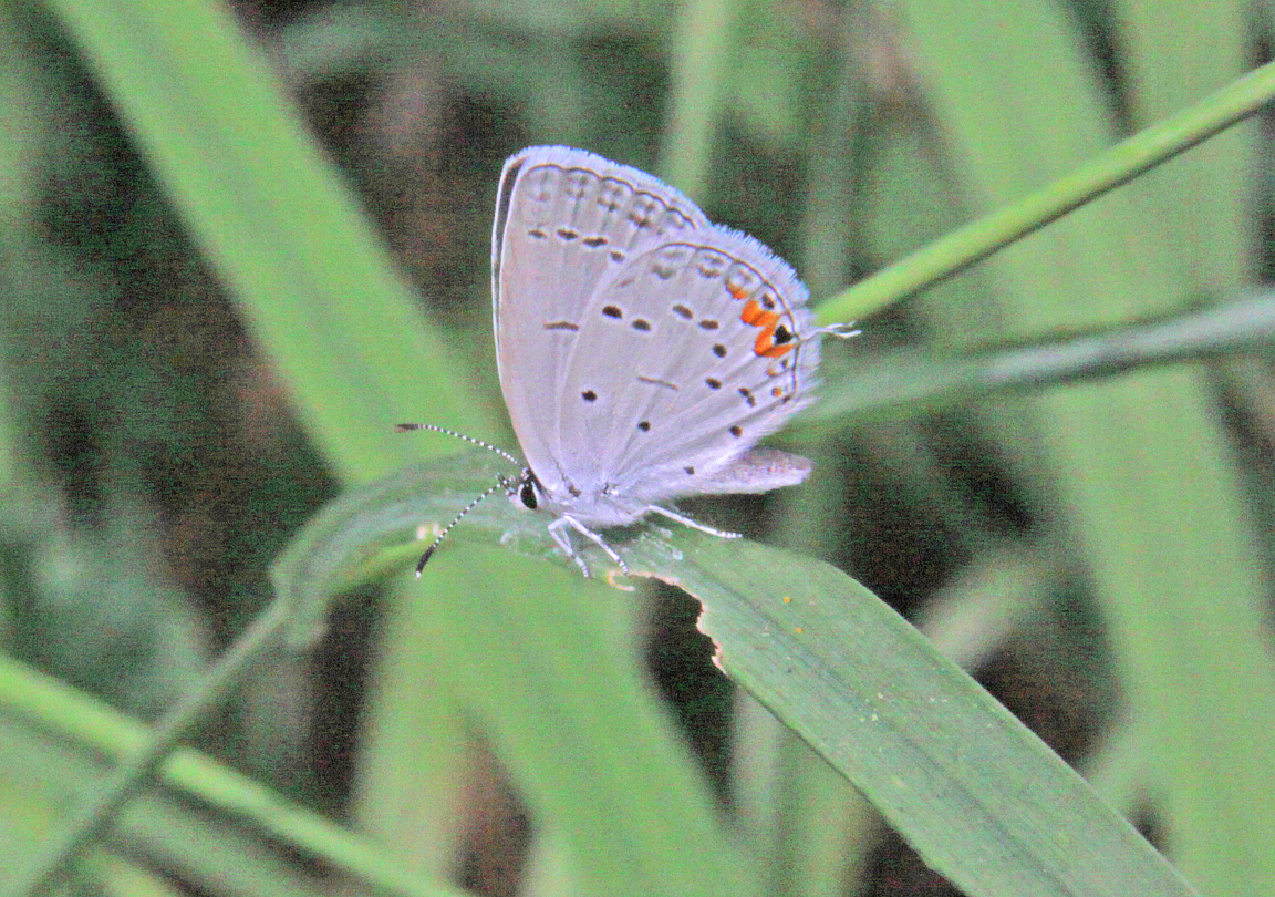Garnie McEwen Photography The Karner Blue Butterfly garnie-mcewen-photography-the-karner-blue-butterfly