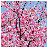 Pink Tree, by Mark oh! (via Flickr)