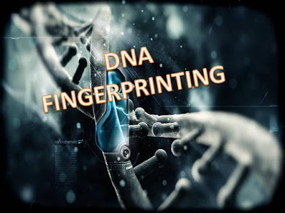 Genetic fingerprinting Genetic fingerprinting