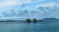 Concho de Perla, Isabela Island, Galapagos