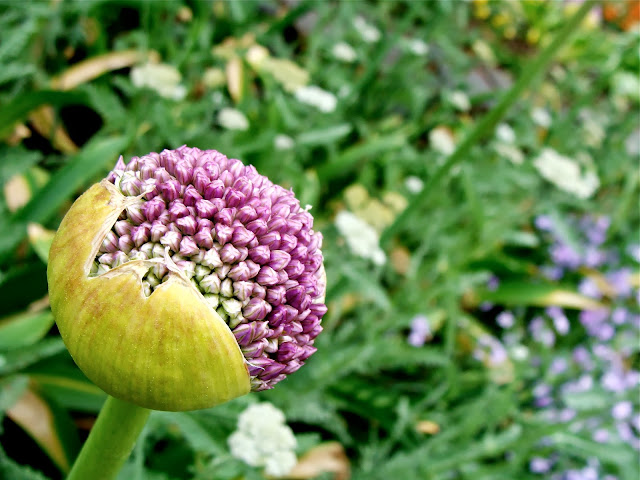 Allium Buds ~ Photo by ChatterBlossom