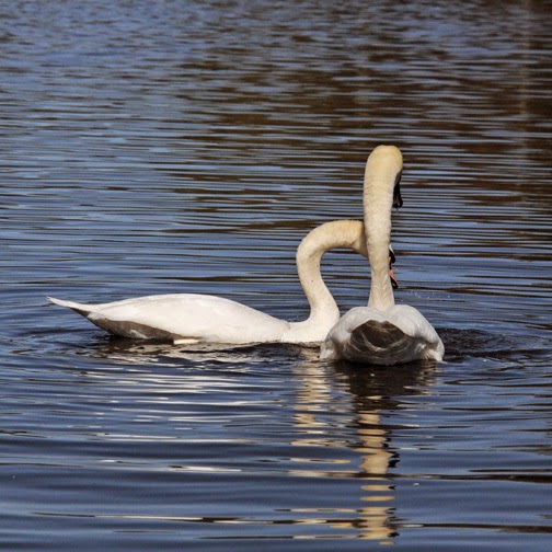 British Birds Mute Swans Mating Ritual