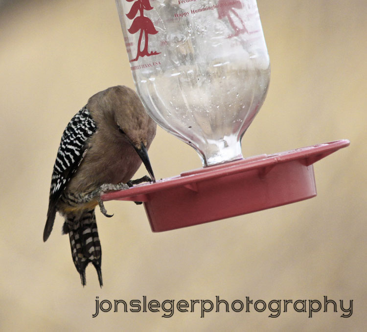 Northern Illinois Birder: Gila woodpecker vs. Hummingbird Feeder, San