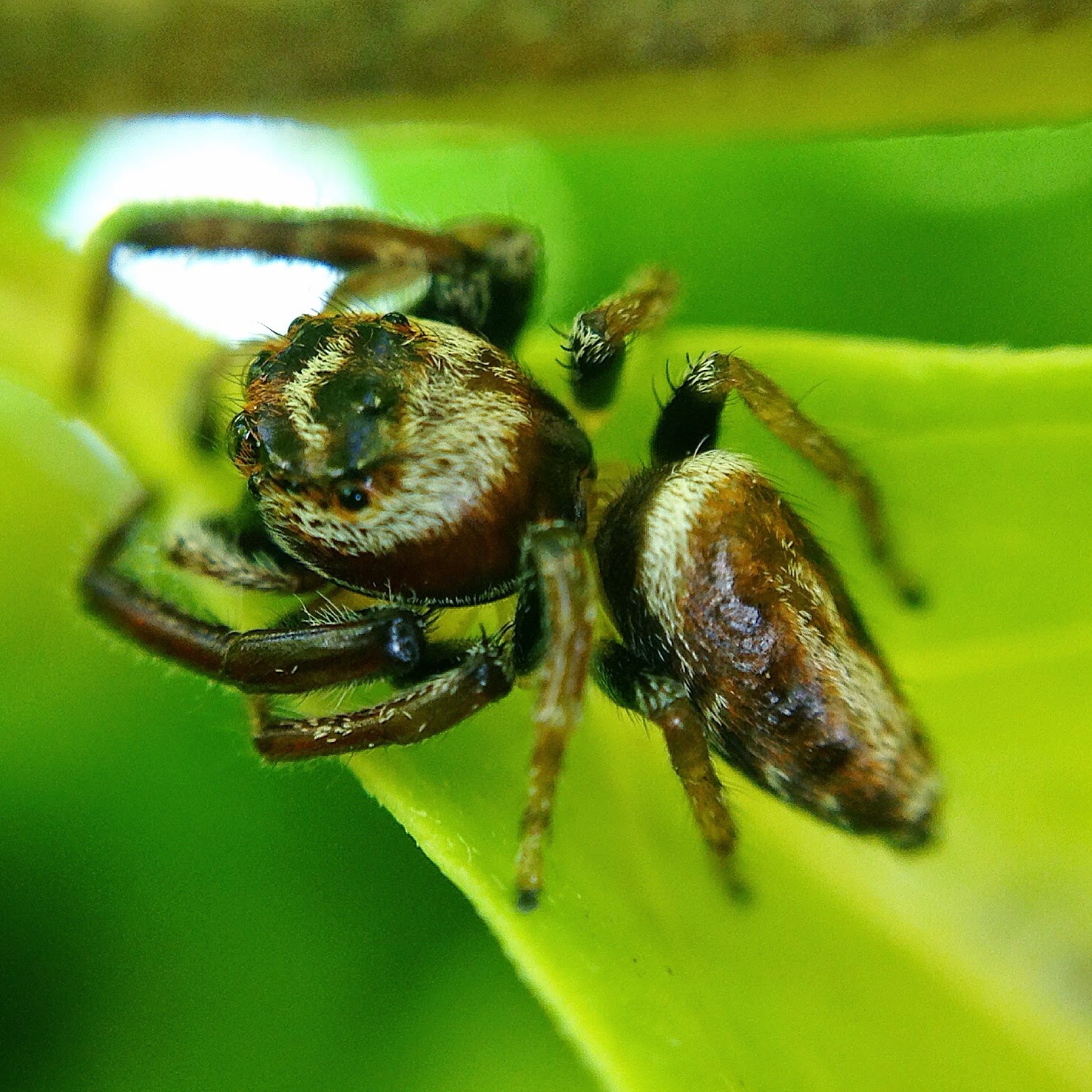 The Insect Diary Garden Jumping Spider Opisthoncus parcedentatus