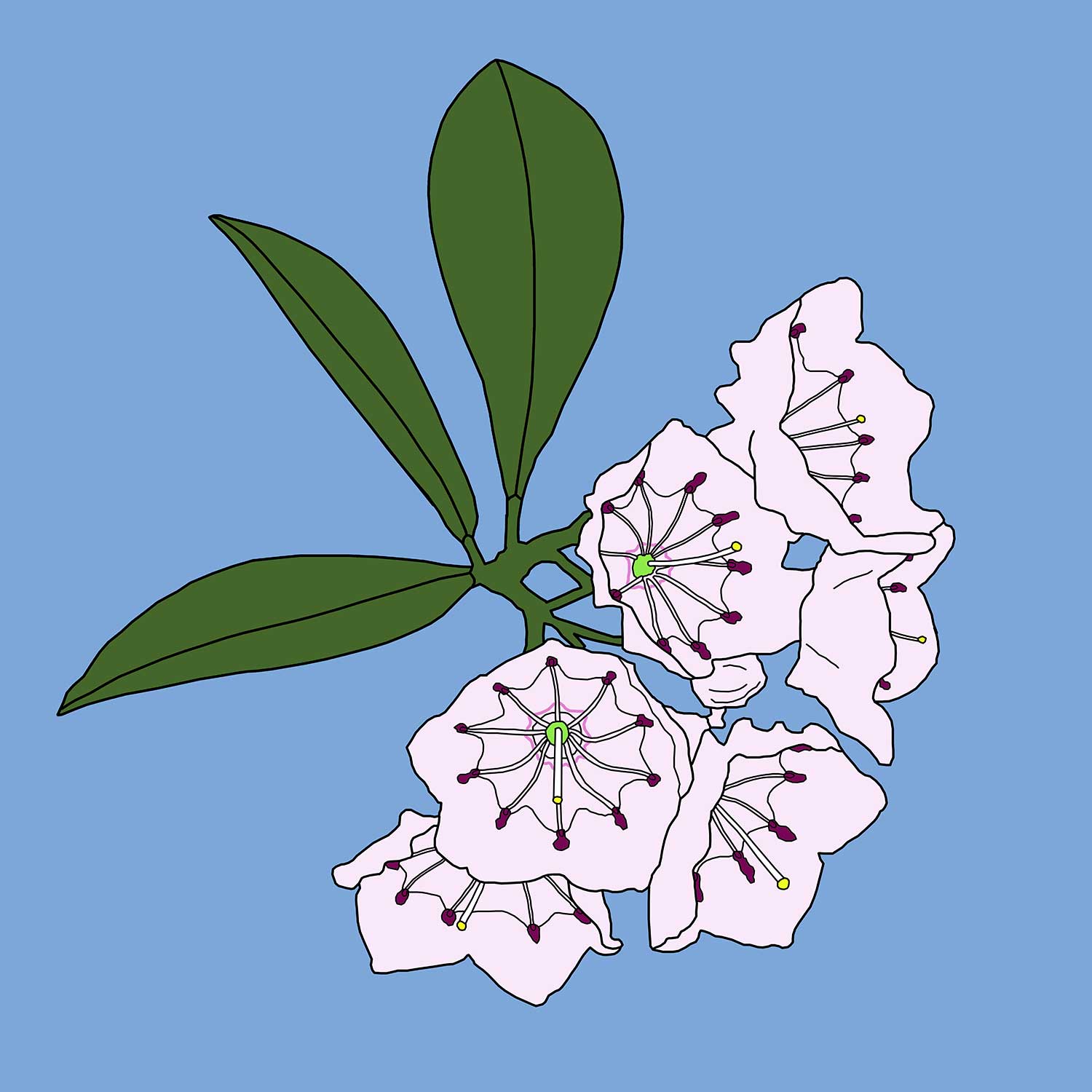 Traveling mandalas connecticut state flower 