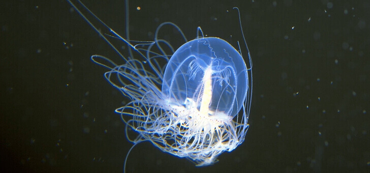 Turritopsis Nutricula