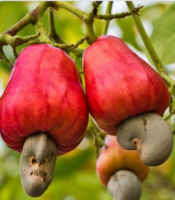 Klasifikasi dan Morfologi Tanaman Jambu Mete Anacardium occidentale L