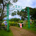 SAL Pineapple Plantation