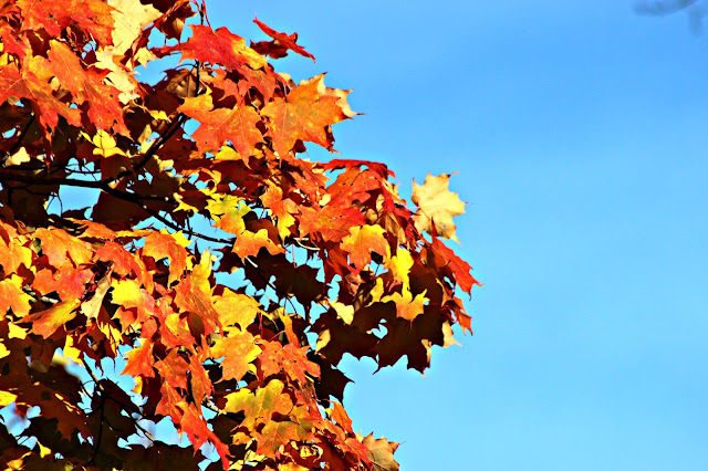 Fall colour
