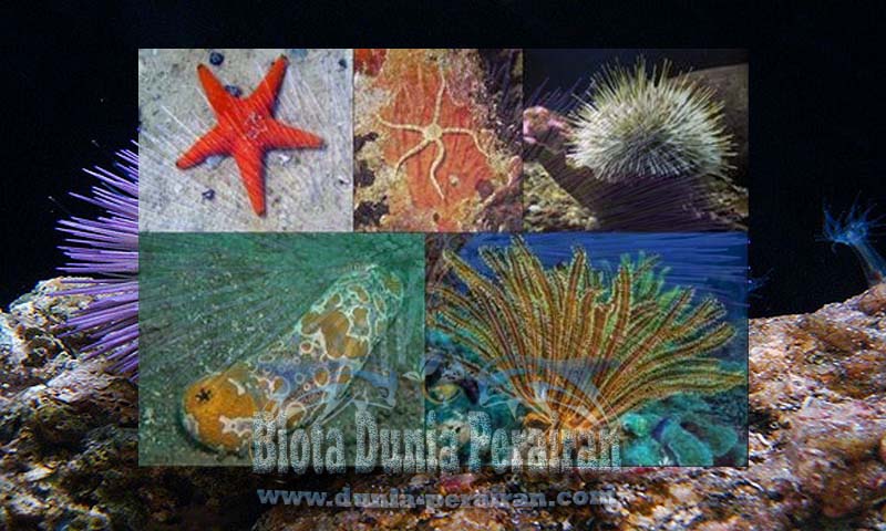 Definisi Dan Ciri Ciri Umum Serta Klasifikasi Dari Echinodermata