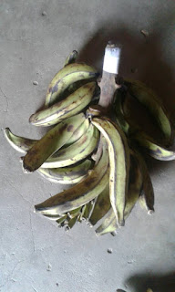 Plantain Plantain