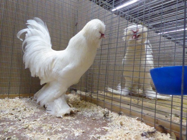 Seidenfeins Blog Vom Schonen Landleben Strick Ein Warmes Leibchen