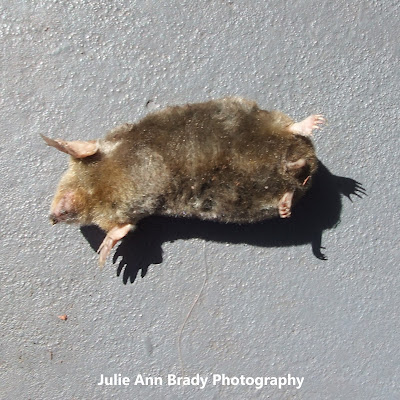 Eastern Mole - Leesburg, Florida Eastern Mole - Leesburg, Florida