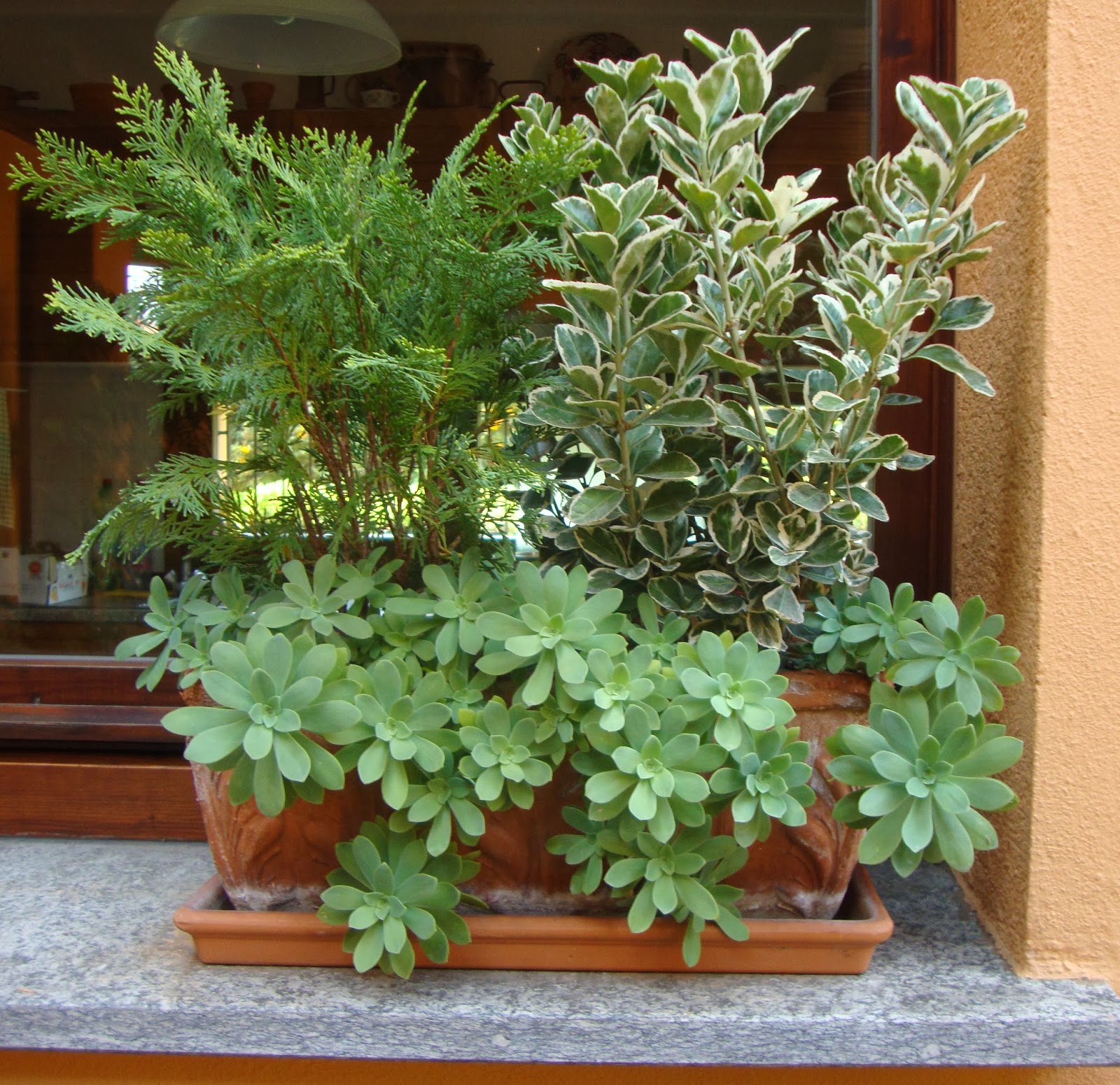 Un piccolo giardino in città : febbraio 2014