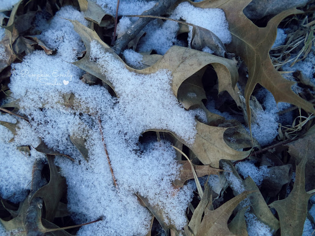 Leaves covered in snow