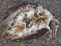 Dead Albatross with stomach of plastic