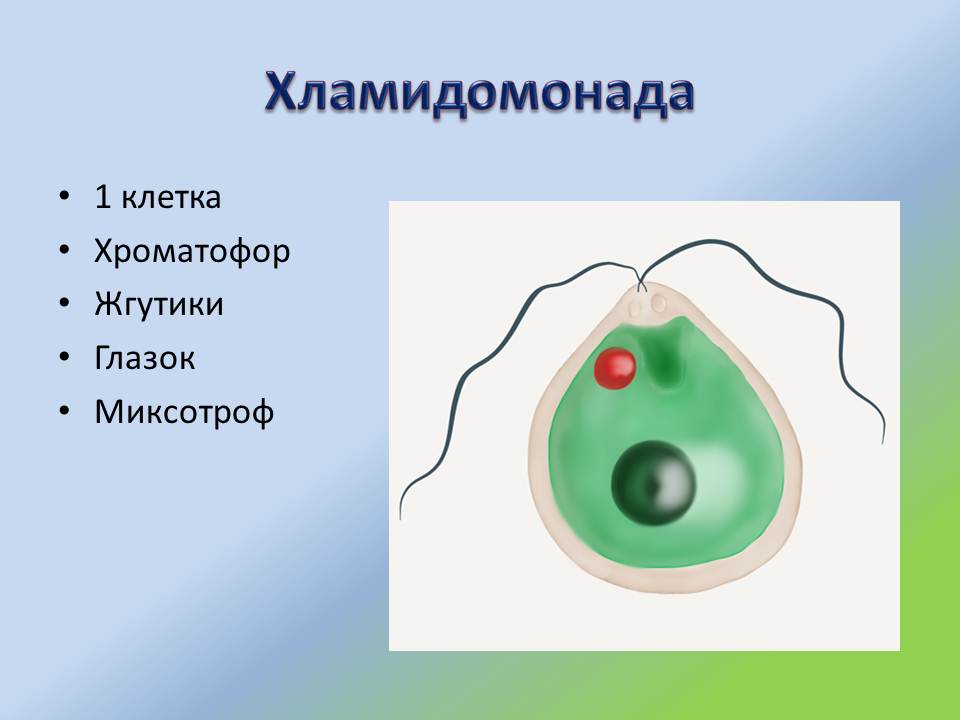 хламидомонада уровень организации