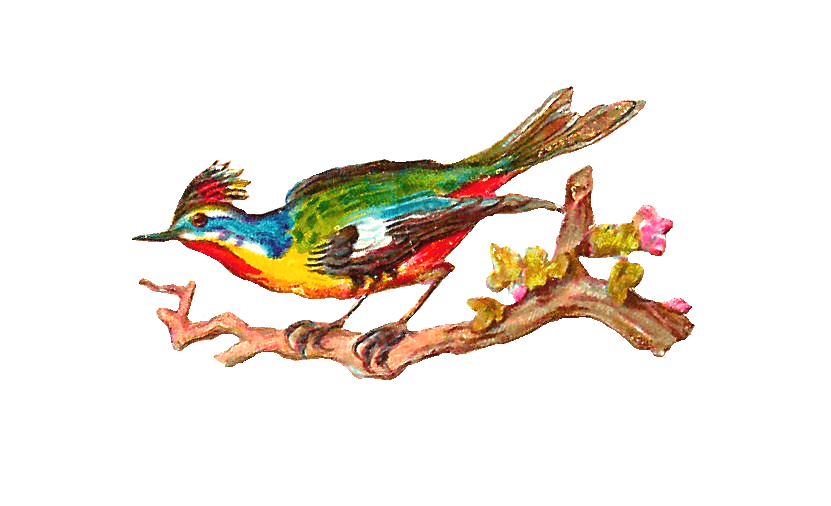 Antique Images Free Bird Clip Art Antique Bird Clip Art Of Colorful