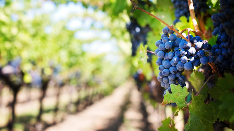 Ripe Grapes in Vineyard