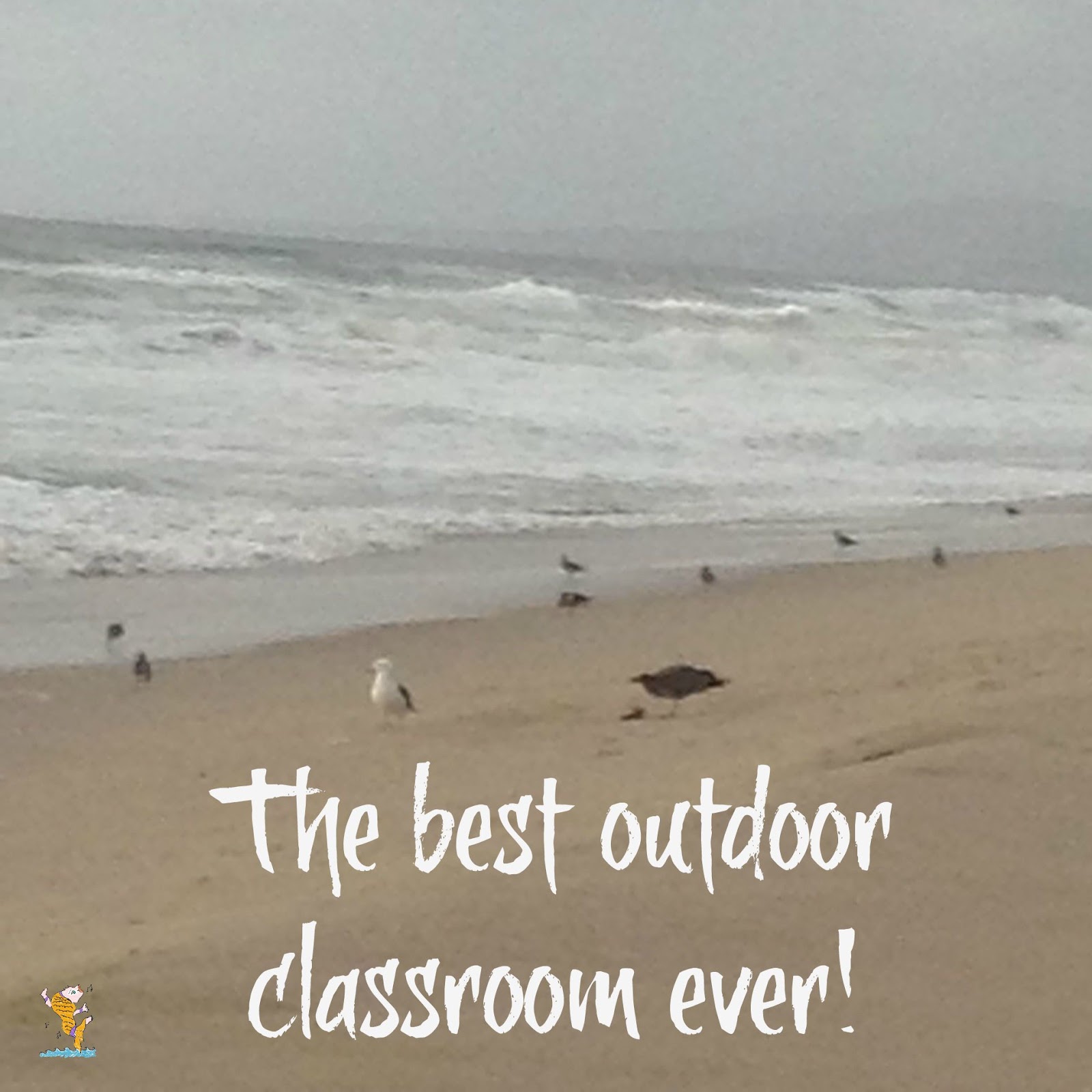 The Outdoor Classroom At Its Best! Look What We Are Learning At The Beach!  | Magical Movement Company: Carolyn's blog