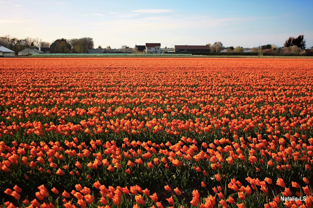 Голландия, Кекенхоф, нарциссы, тюльпаны, цветочные поля, Нидерланды, Болленстреек