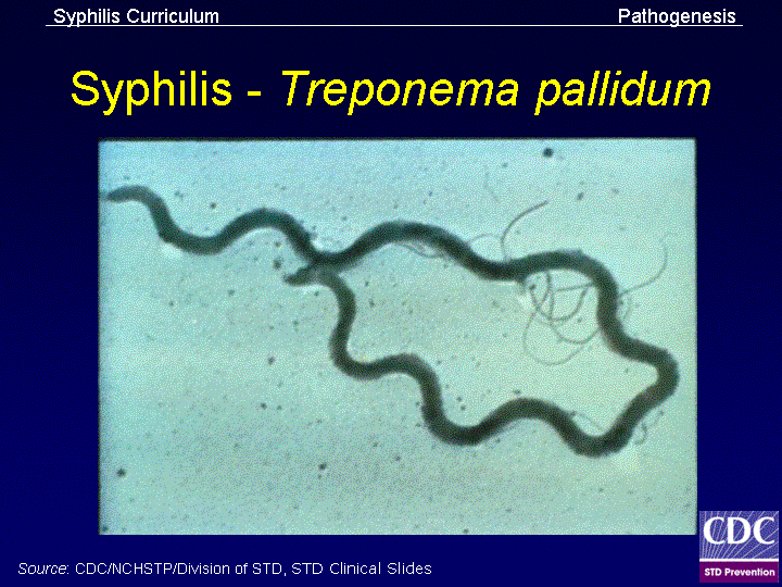 Бледная трепонема treponema pallidum. Антигены трепонемы паллидум. Возбудитель сифилиса трепонема.