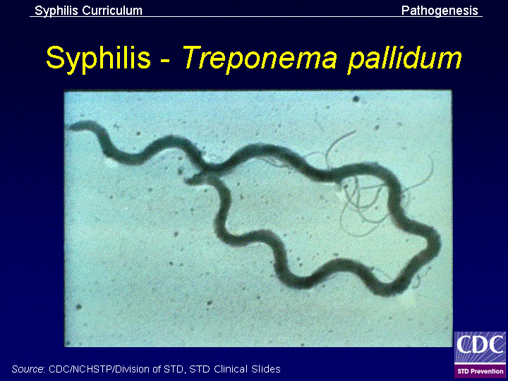 Treponema pallidum в рмп