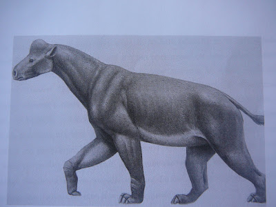 perissodactyla prehistorica Tylocephalonyx