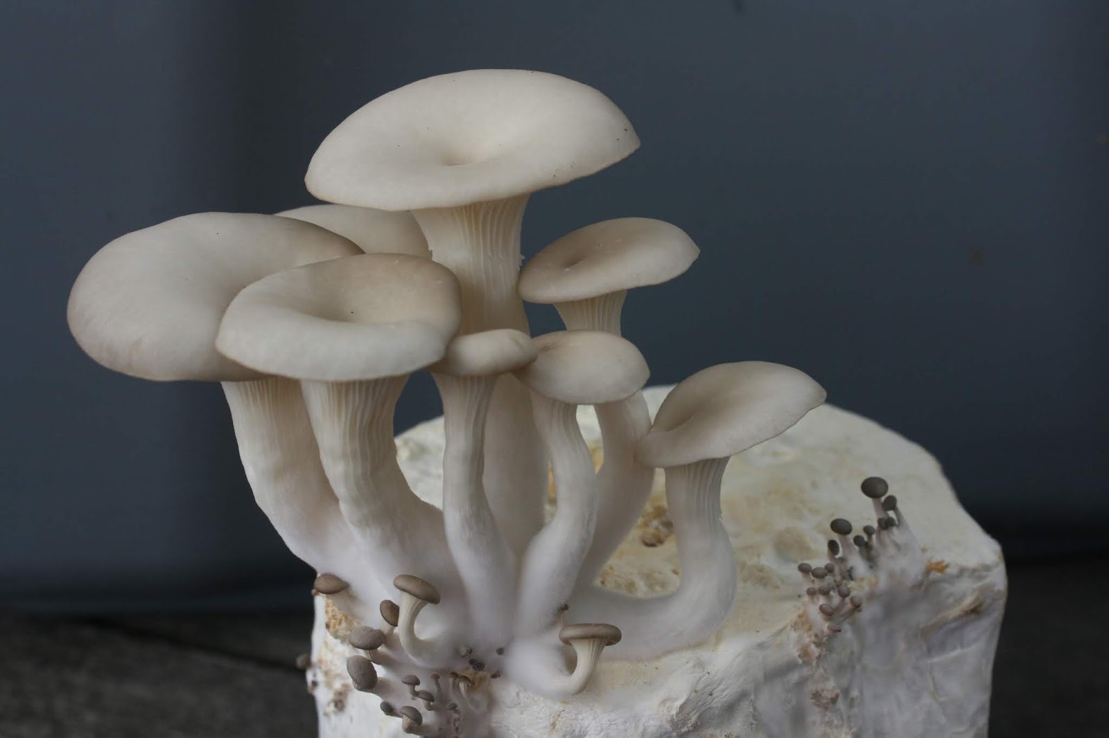 Mushrooming Together Grow Oyster Mushrooms with a TeePee Kit