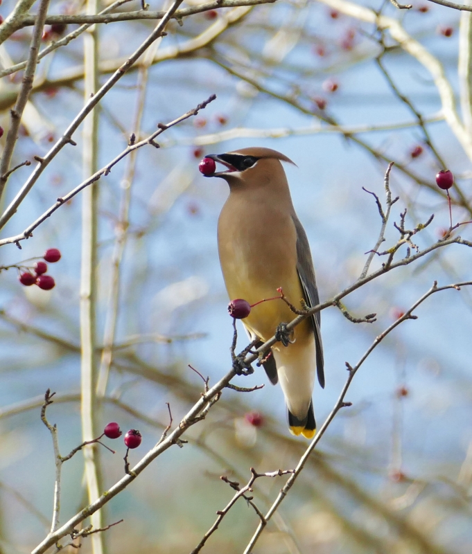The Backyard Wildbird and Nature Store NANAIMO BIRD REPORT SEPTEMBER