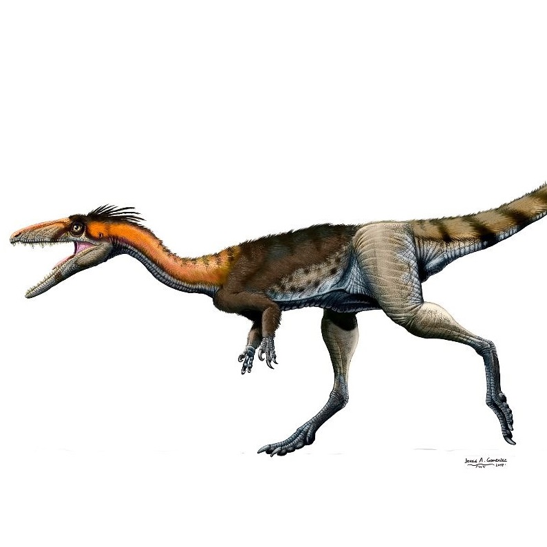 Species New to Science: [Paleontology • 2017] Lucianovenator bonoi • A