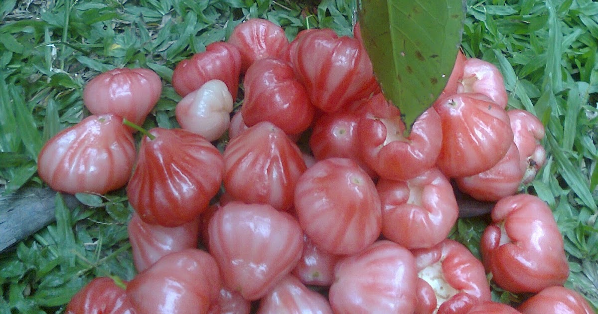 Vitaminben Benefits of Water Apple / Rose Apple for Losing Weight