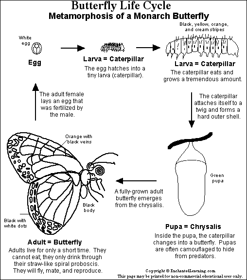 Cycle cycles of life