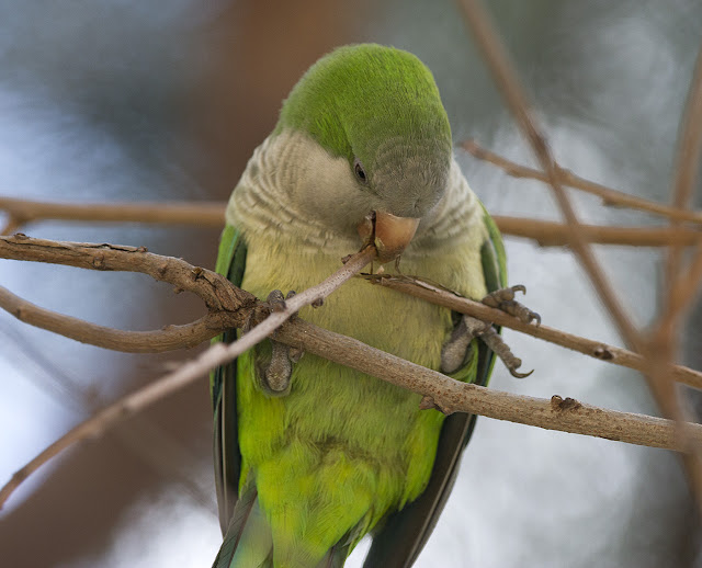 Birding Athens National Garden: Monk Parakeets
