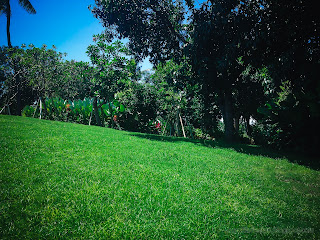 Wide Green Lawn Uphill Of The Garden On A Sunny Day At Tangguwisia Village, North Bali, Indonesia
