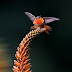 pictures of hummingbirds to color