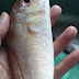 3 Langkah Mudah ( MENYIANG IKAN)