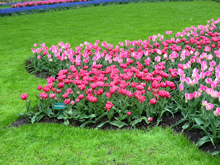 Pink tulip flower blooms at Keukenhof Gardens, Lisse, holland