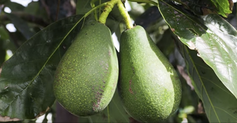 low hanging fruit is an avocado a fruit low hanging fruit is an avocado a fruit