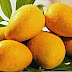 Health Benefits And Disadvantages Of Mango Fruits
