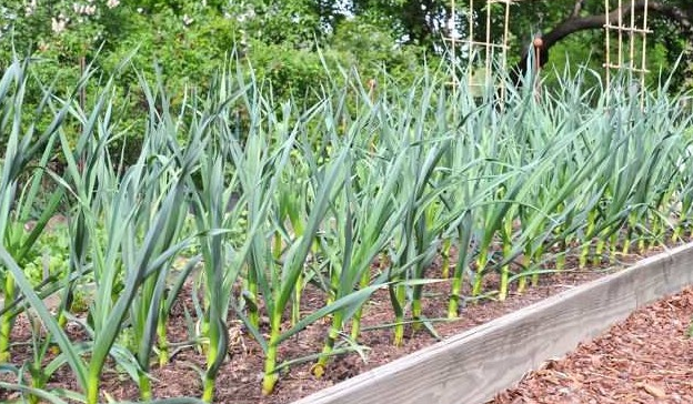 budidaya tanaman bawang daun petani hebat budidaya tanaman bawang daun petani hebat