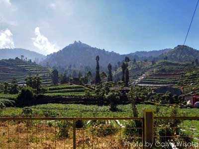 Homestay Dieng Homestay Dieng