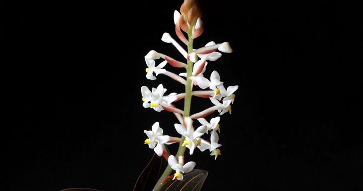 Orquídeas no Apê: Orquídea Pipoca - Ludisia discolor