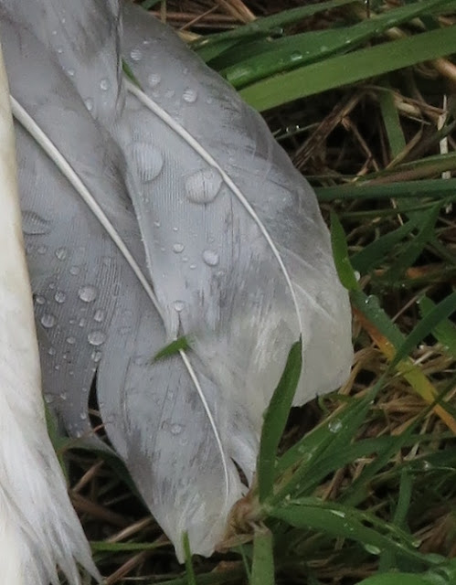 Feather on wing of dead gull.